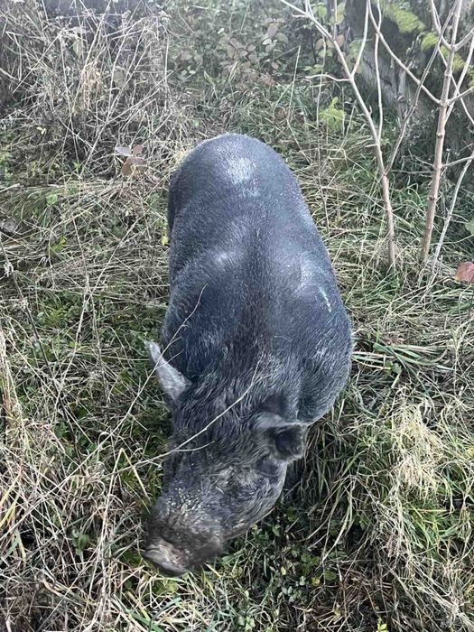 Продам свині кармал