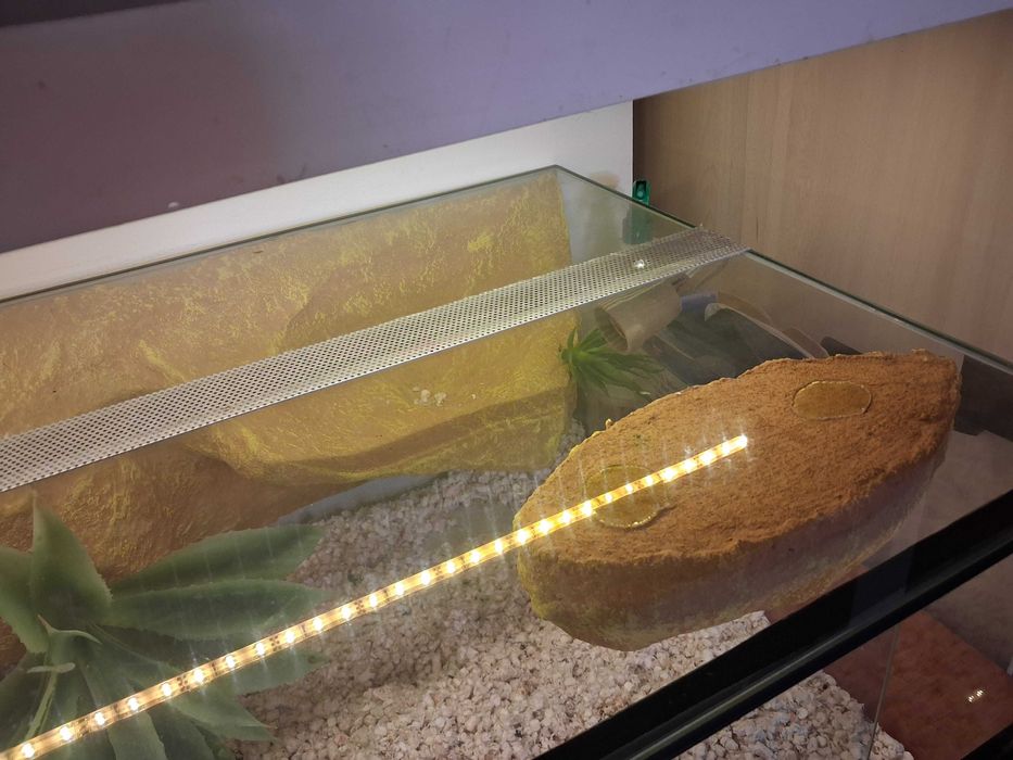 Terrarium szklane dla agamy brodatej lub innej odmany