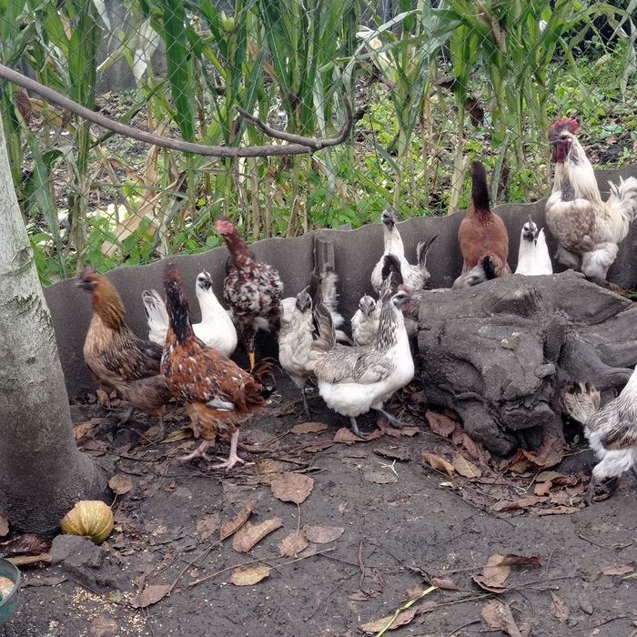 Молоденькі курочки