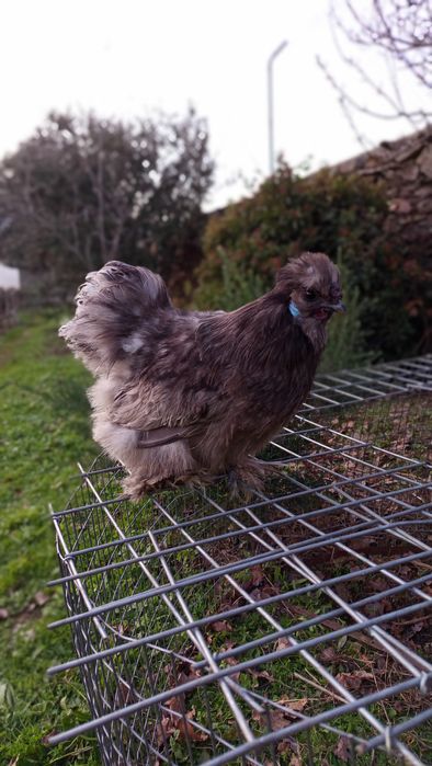 Ovos/Aves Sedosa do Japão
