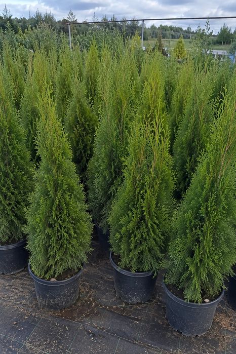 Tuja  Szmaragd i Thuja Brabant 5 Litrowa Doniczka oraz 10 Litrowa !