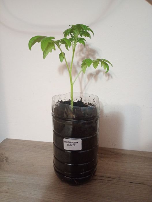 Sadzonki pomidorów odmiany kolekcjonerskie
