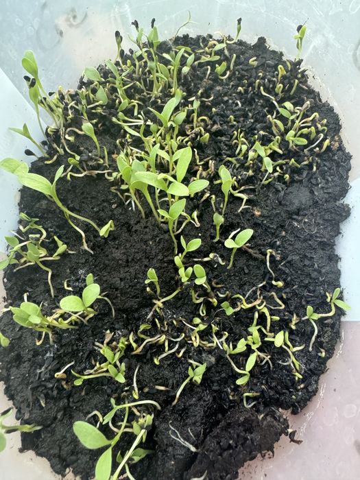 Czarnuszka ziarno zasiew worek 25kg 15,12zl za kg