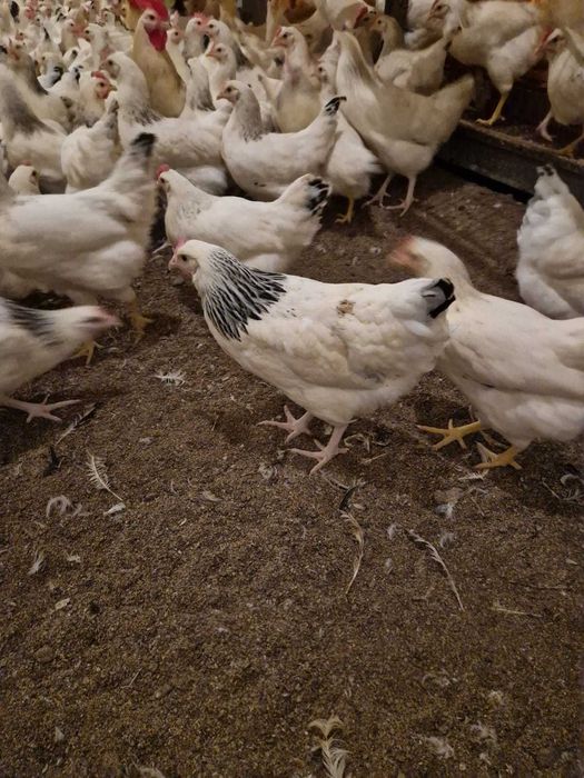 Kury nioski młode z wolnego wybiegu Kurki prosto od hodowcy