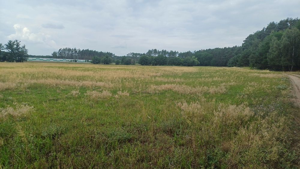 Sprzedam ziemię 2,8 ha