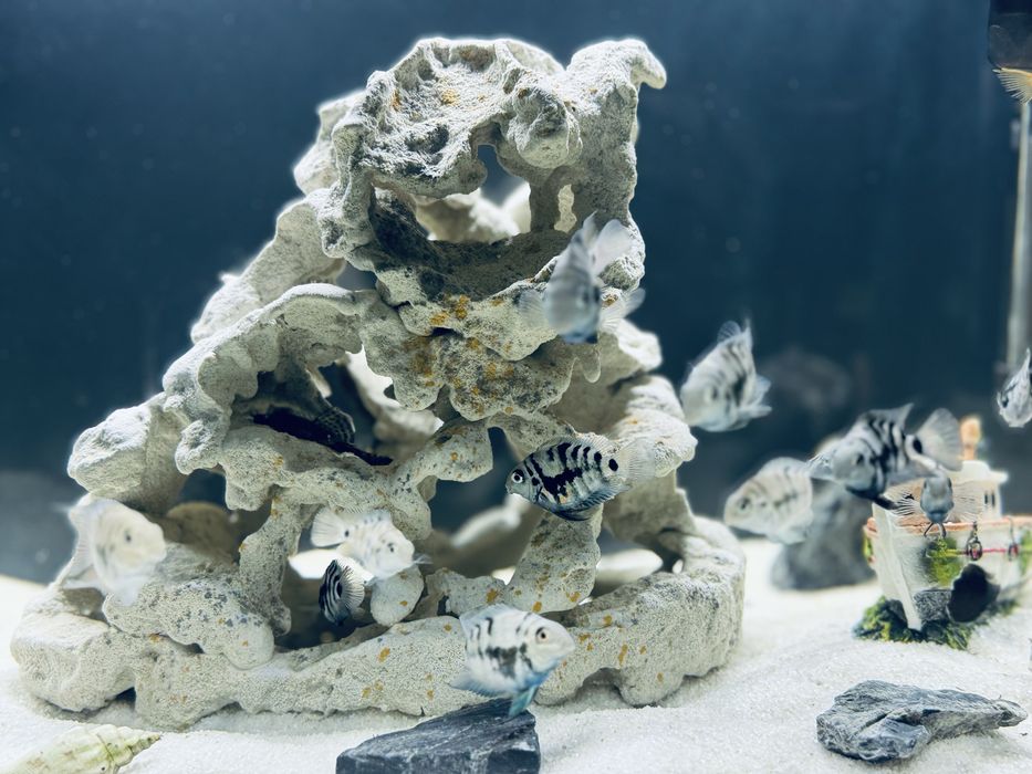 Акваріум 54 л