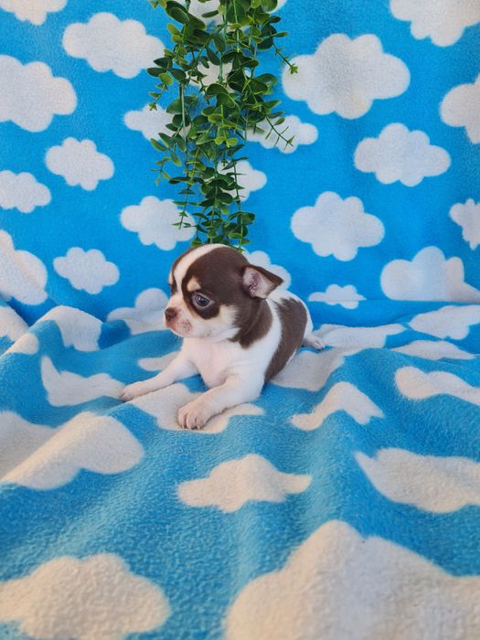 Excelente  menina mini Chihuahua/Chiuaua de Qualidade. Lunhagem Russa