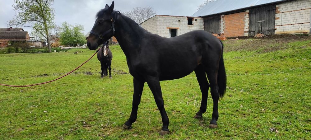 Koń ,klaczka slaska 20 miesiecy