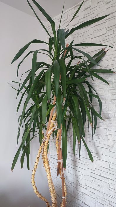Yukka wysokość 220cm