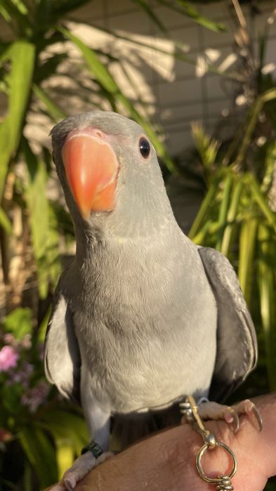 Ring neck domesticado -oportunidade