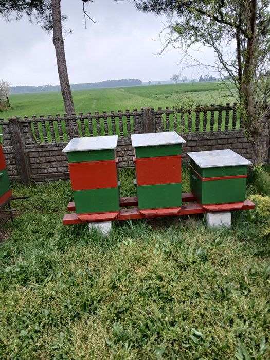 Pszczoły - odkłady.