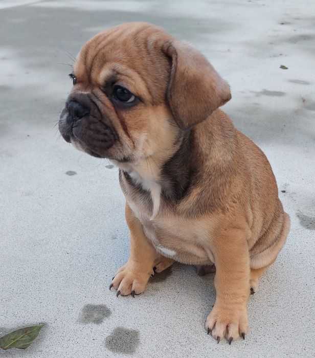 Bulldog francês menino red fawn