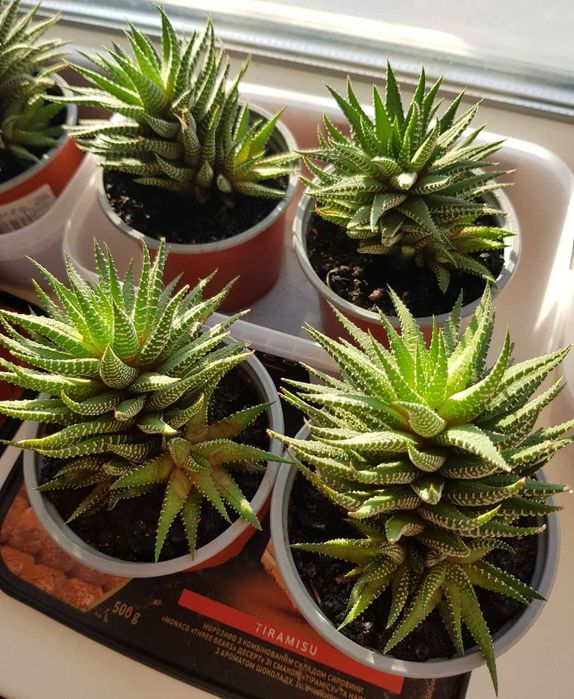 Сукуленти. Хавортія. Суккуленты. Хавортия.