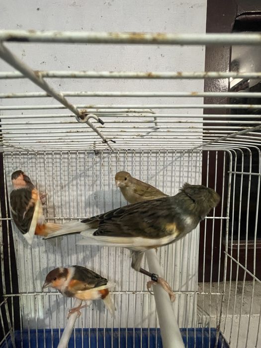 Canarios Arlequim portugues