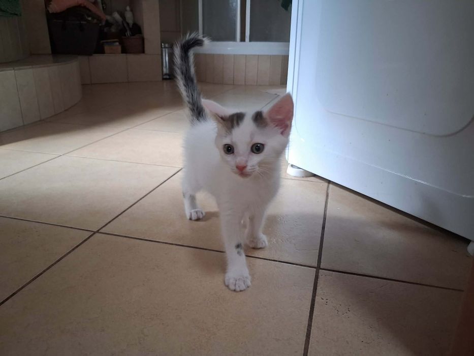 Kotek kocurek do adopcji 9 tygodni