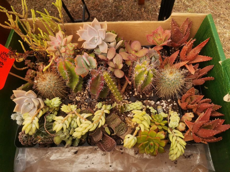Cactos E suculentas