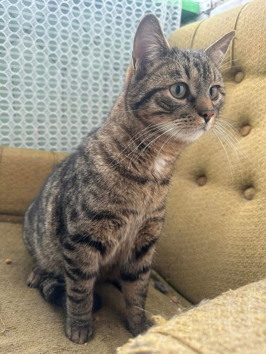 Котики у добрі руки