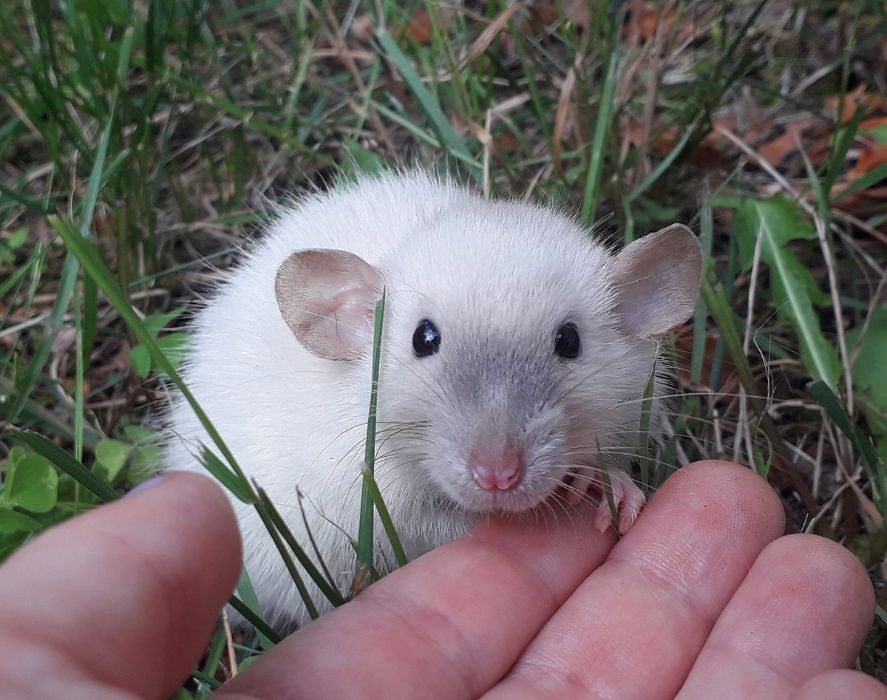 Dumbo Siamese Point, Velveteen - szczur, szczury, szczurki, szczurek