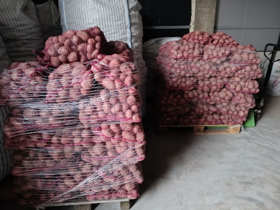 Ziemniak ballerosa Mariola soraya sadzeniak