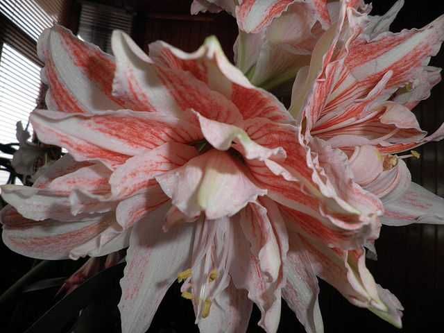 Гиппеаструм Charisma x Dansing Queen