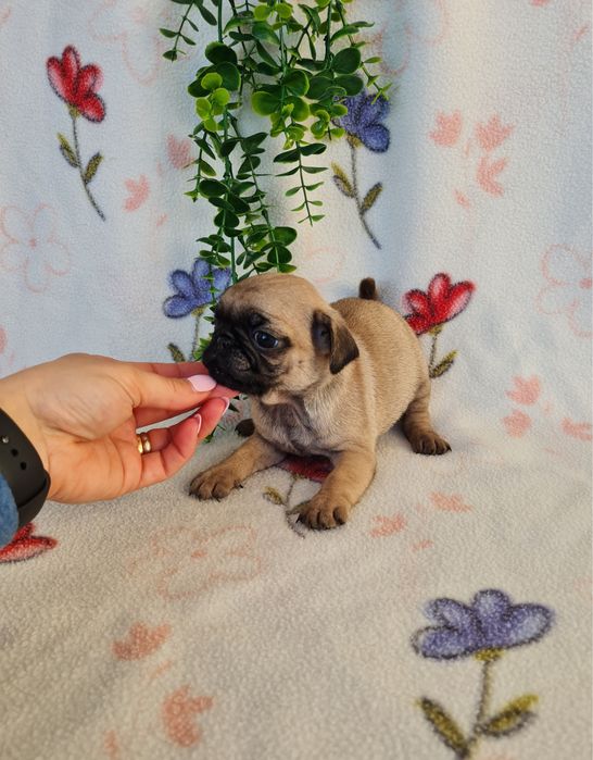 Excelente Pug Carlin beje de Qualidade