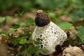 Гриб веселка. Phallus impudicus (веселка звичайна).