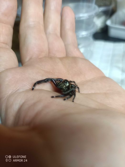 Hyllus diardi maluszki L2