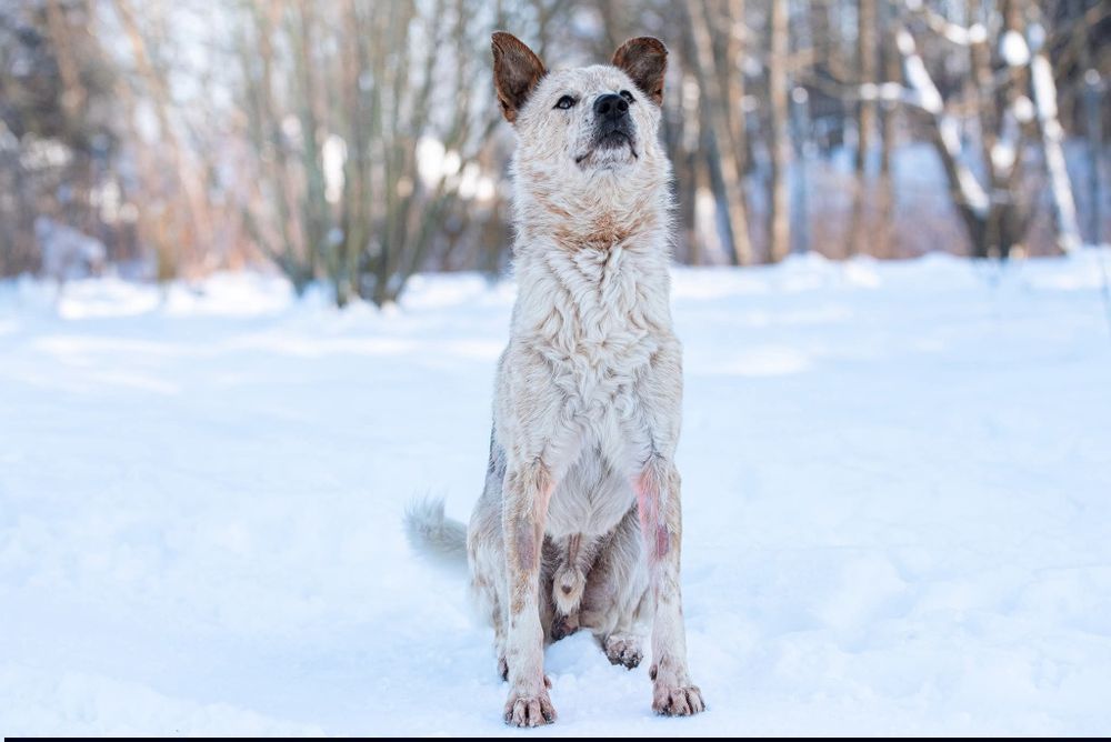 Tutti - sympatyczny, proludzki i wesoły psiak