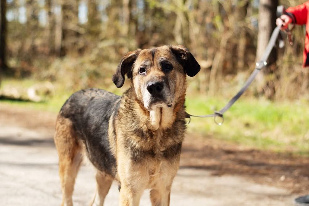 Endira - duża sunia o anielskim charakterze