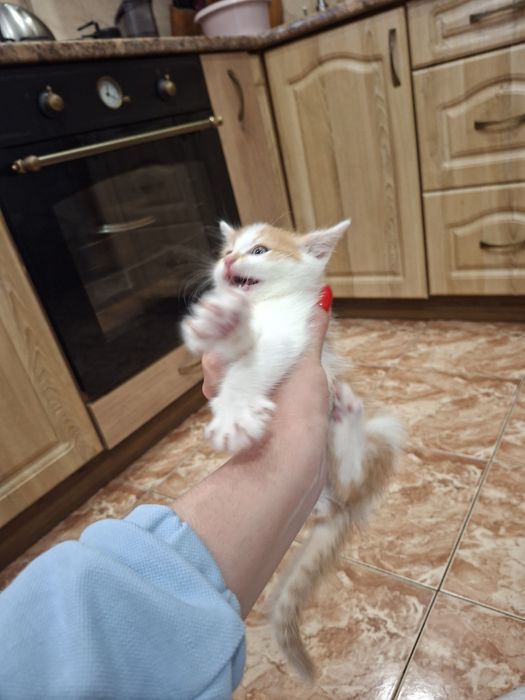 Котик рижий крупний