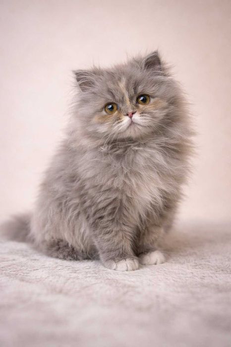 Персидская девочка голубая с белым