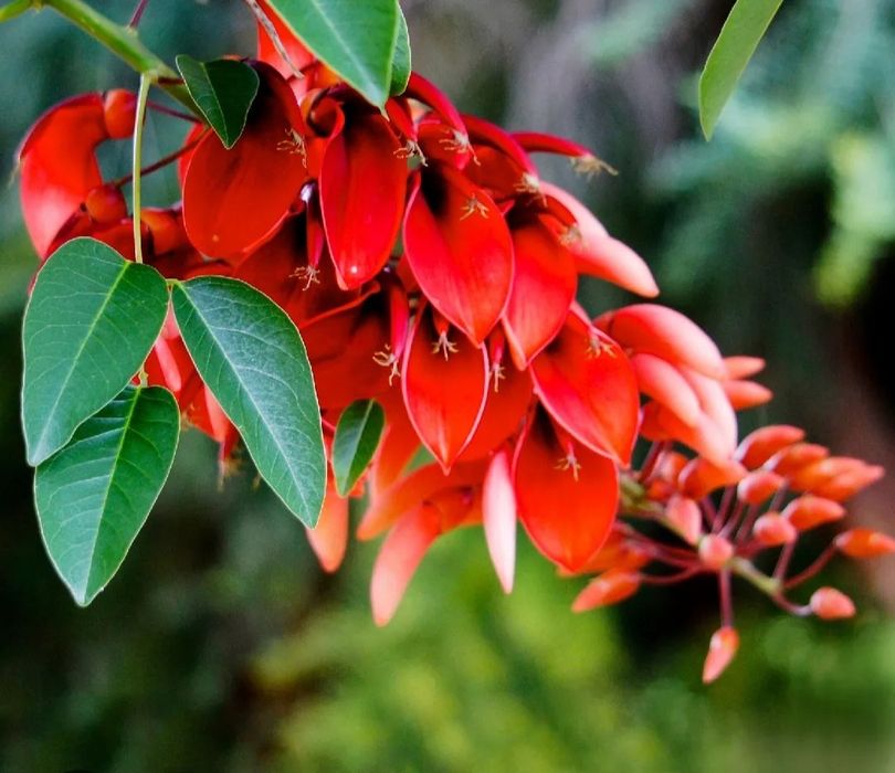 Erythrina crista galli planta
