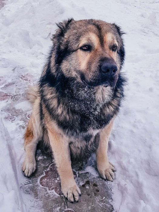 Кавказказец вязка