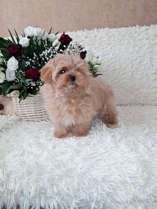 мальтіпу міні