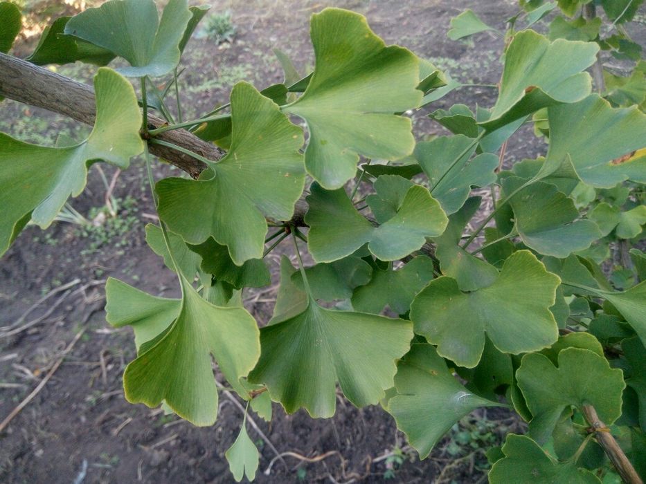 Листя гінкго білоба сухе, зі свого екологічного саду. Гинкго билоба