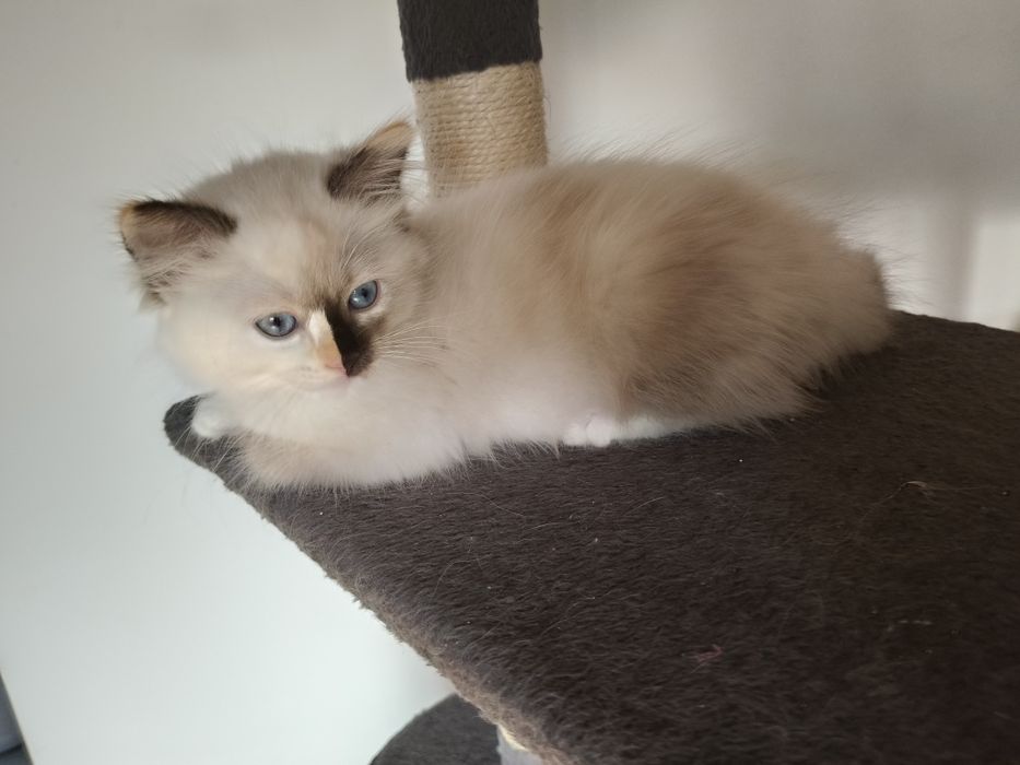 Ragdoll koteczka  Fife/FPL na wrzesień