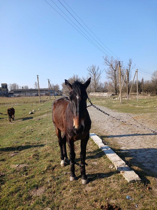 Продам молоду кобилу