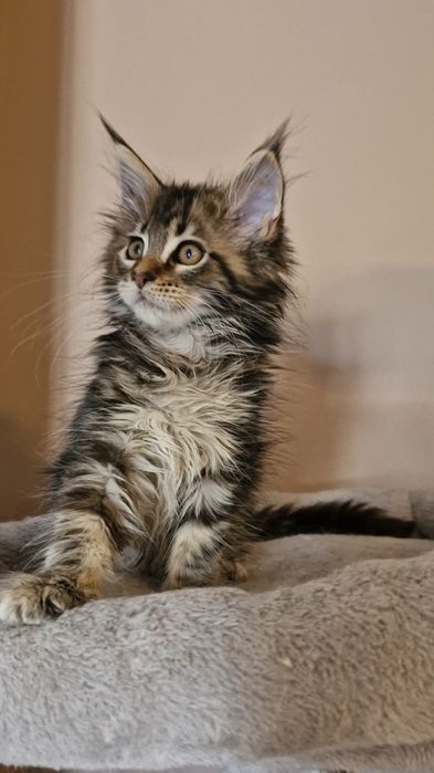 Femia    MAINE COON  com  LOP