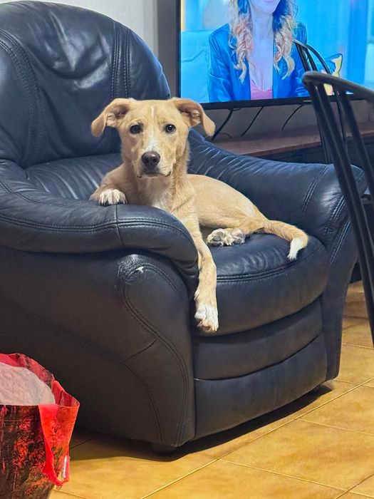 Cão para adoção responsável