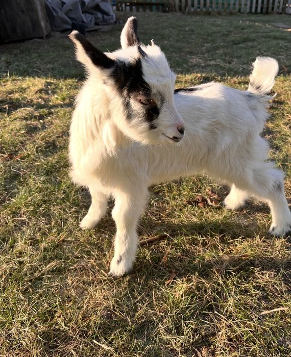 Koza, kozioł. Kózka i koziołek.