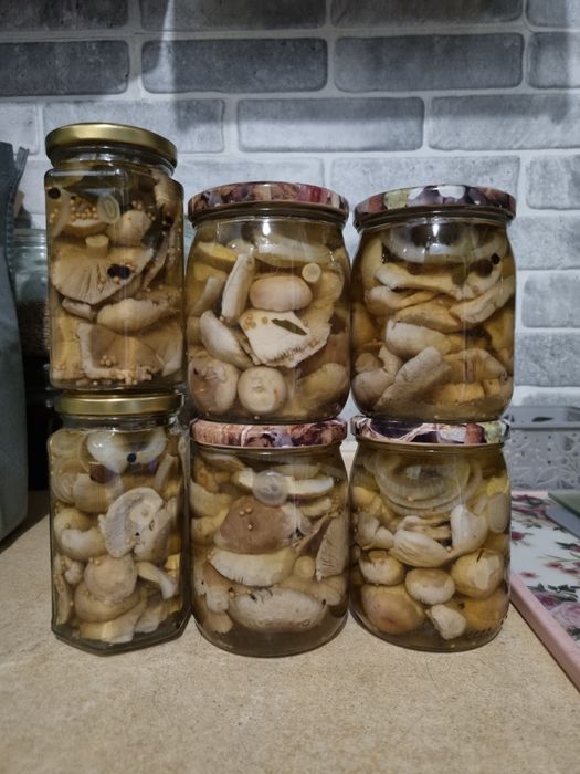 Opieńki marynowane rydze gąski borowik  Podgrzybek