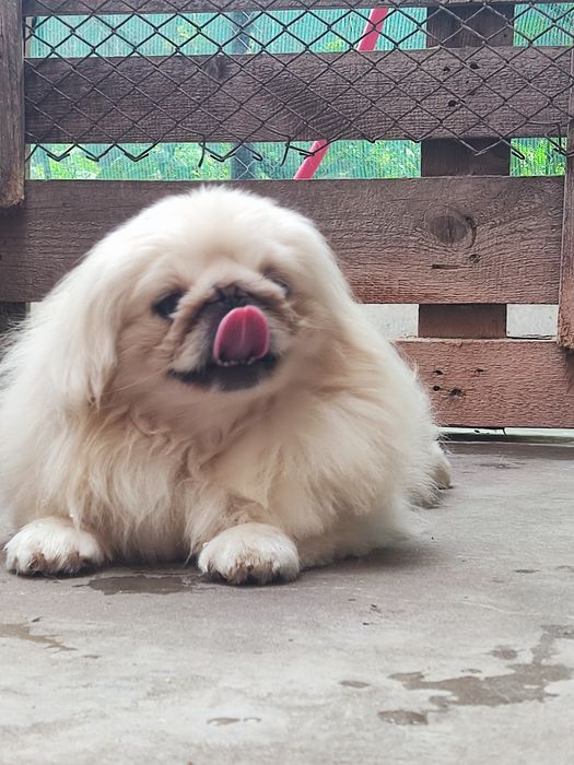 Мальчики королевского пекинеса