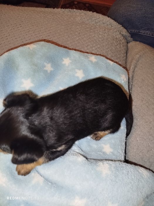 Pińczerki miniaturowe