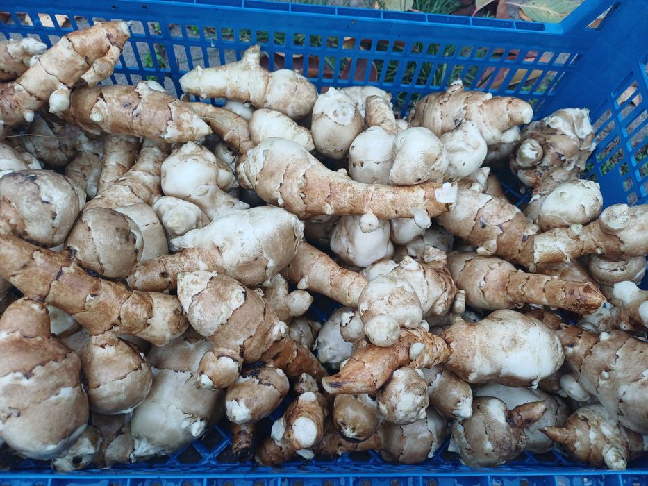 Топінамбур домашній