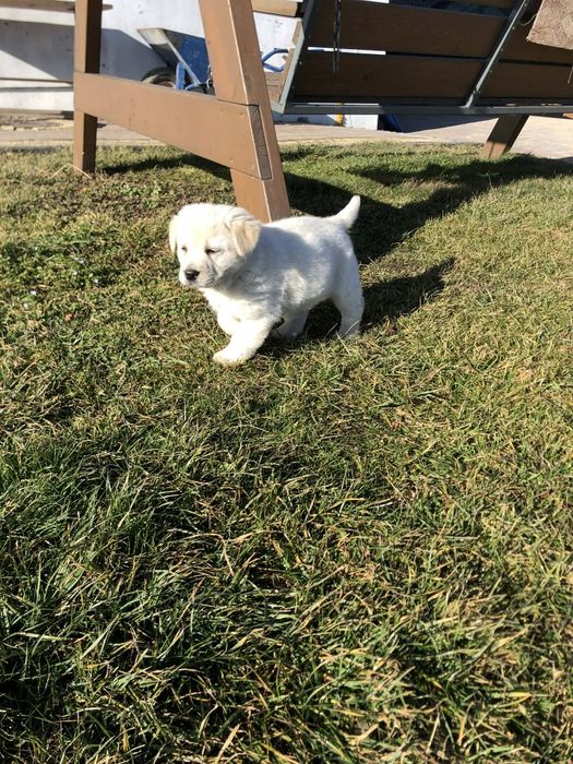 Labrador biszkoptowe