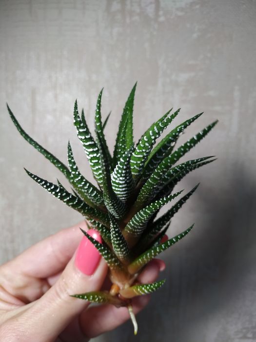 Хавортия суккулент черенки