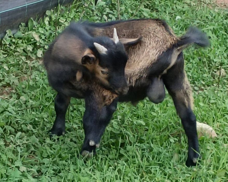 Cabras Anãs - Bode - Macho