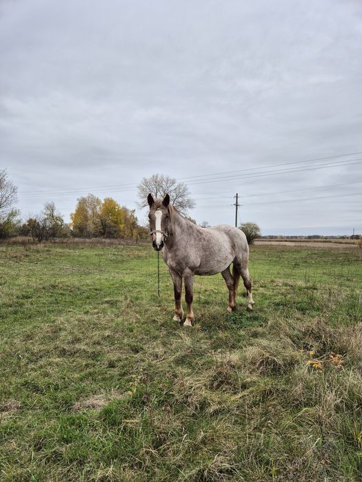 Продам кобилу 8 років