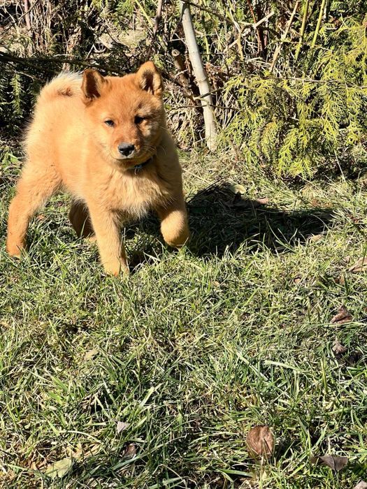 Карело-фінська лайка, цуценята