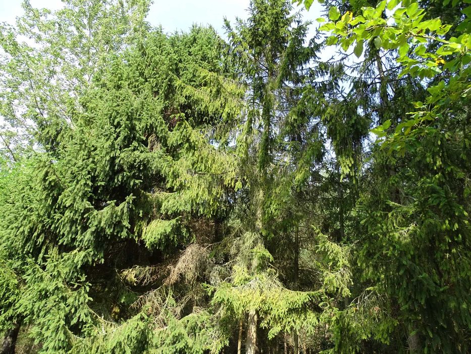 sprzedam las 3,47 ha